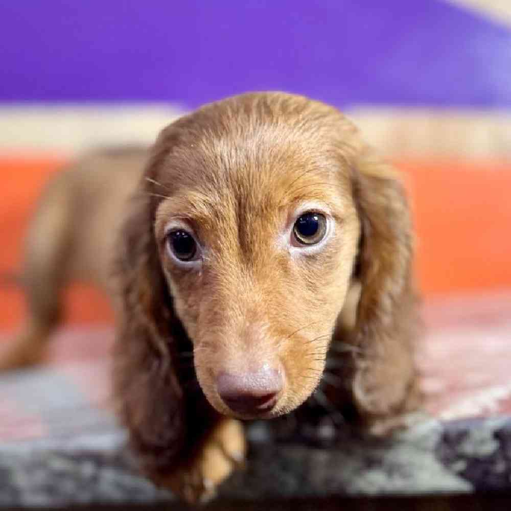 pet breed image