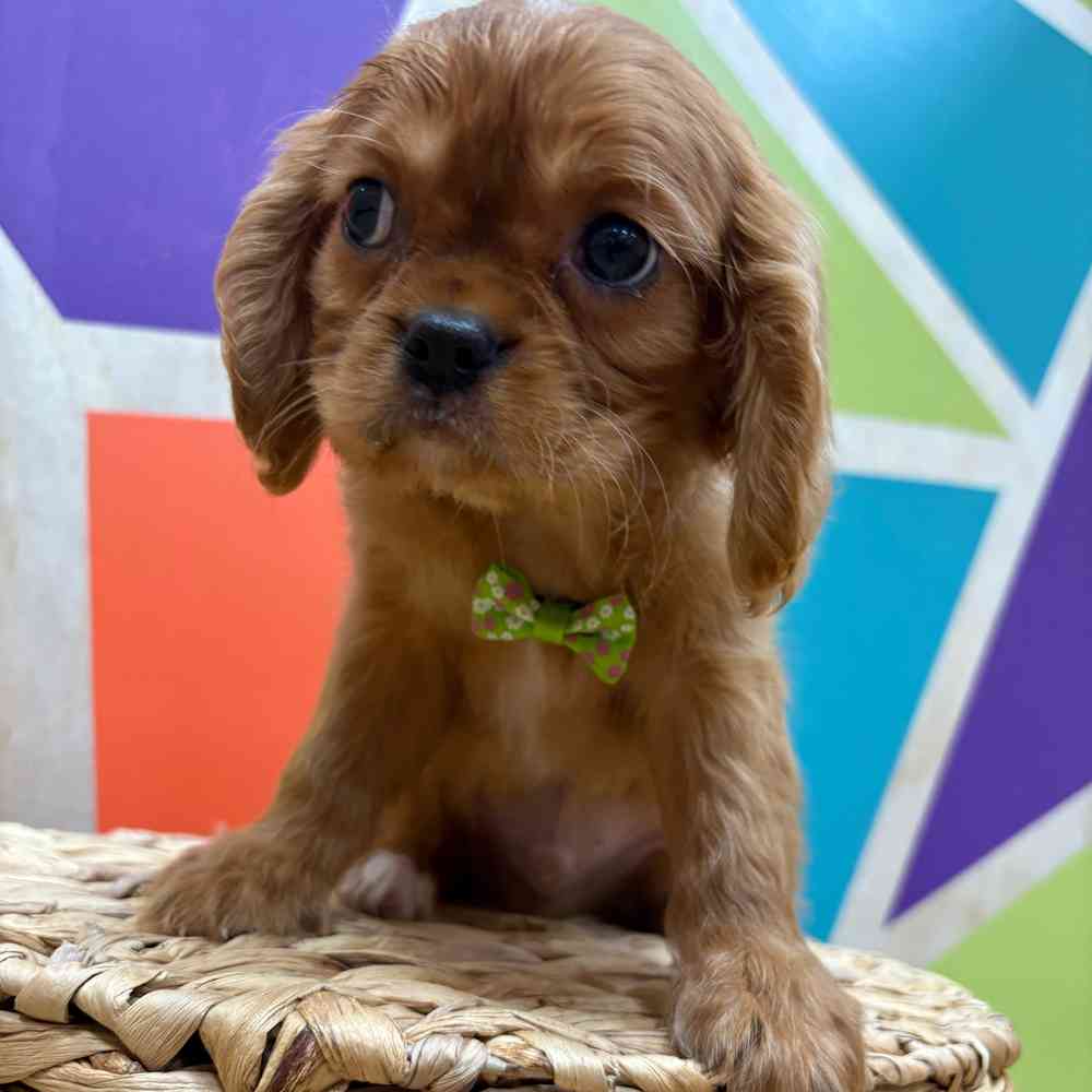 carousel pet images