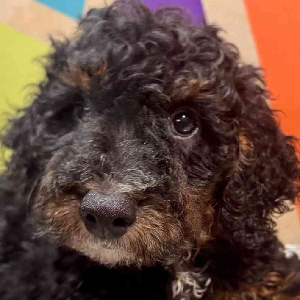 Image of a pet breed in the gallery