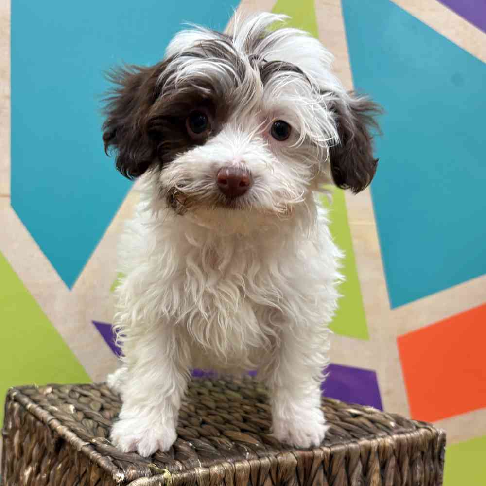carousel pet images