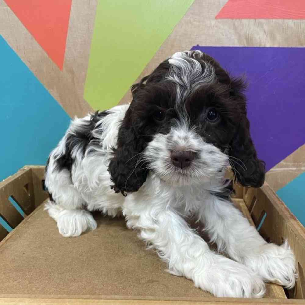 carousel pet images