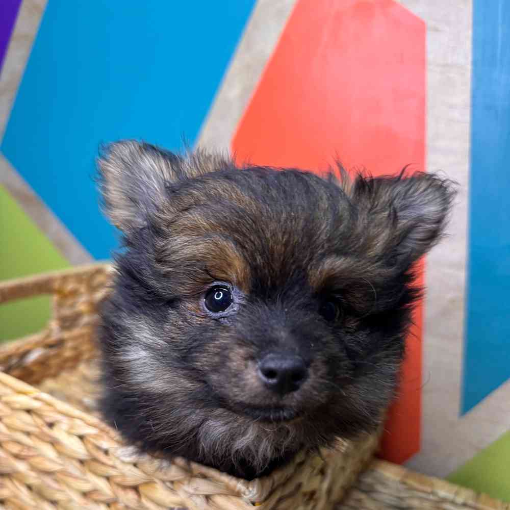 carousel pet images
