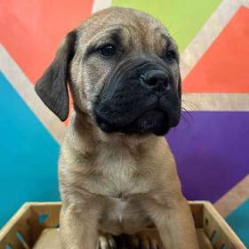 Bullmastiff
