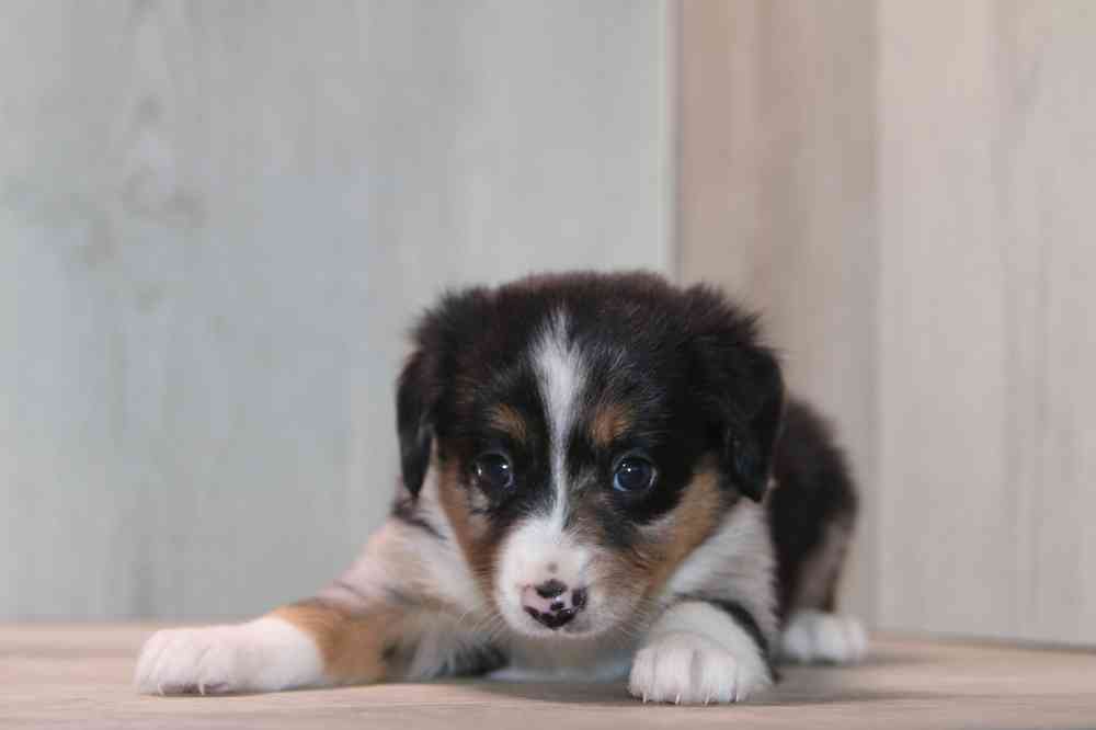 carousel pet images