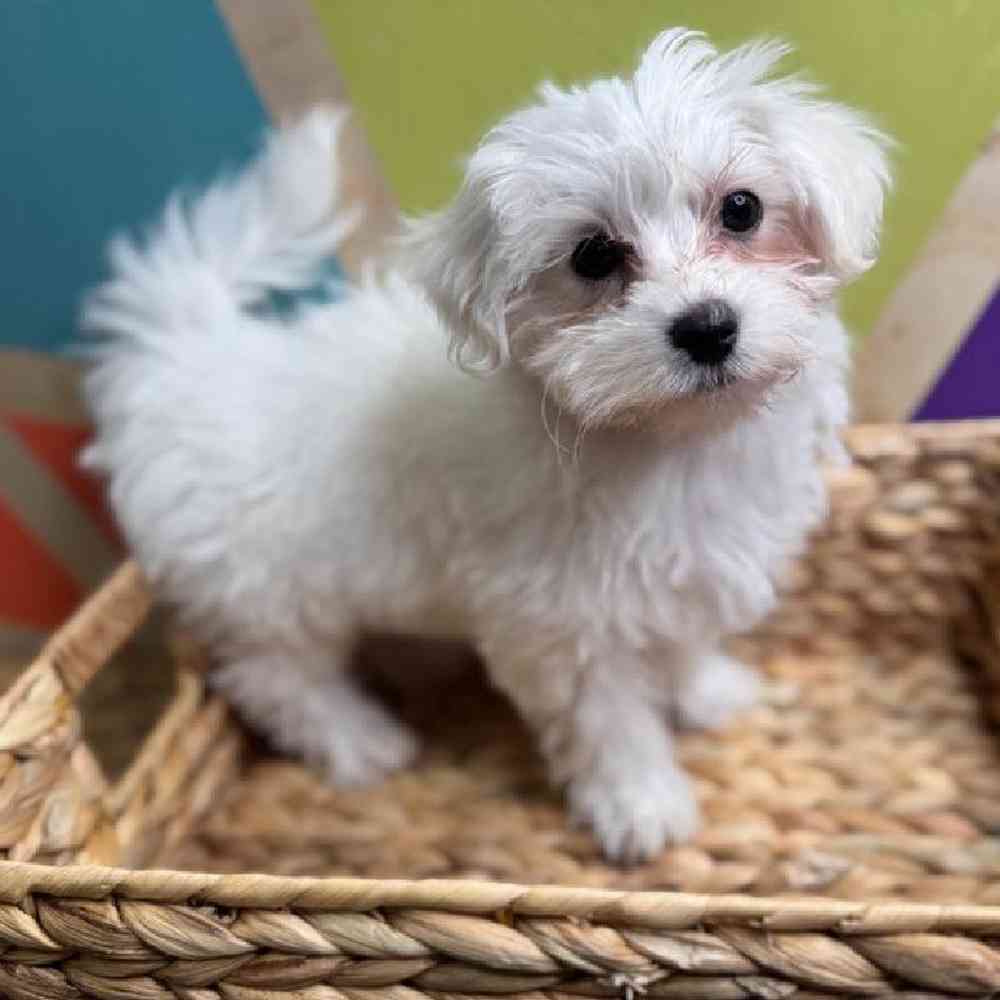 Image of a pet breed in the gallery