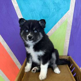 Pomsky