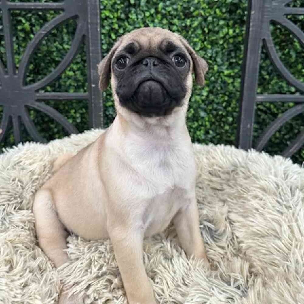 Female Pug Puppy for Sale in Rogers, AR