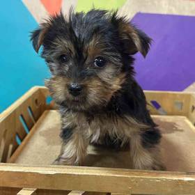 Yorkie