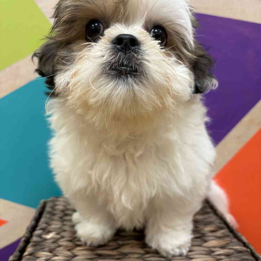 carousel pet images