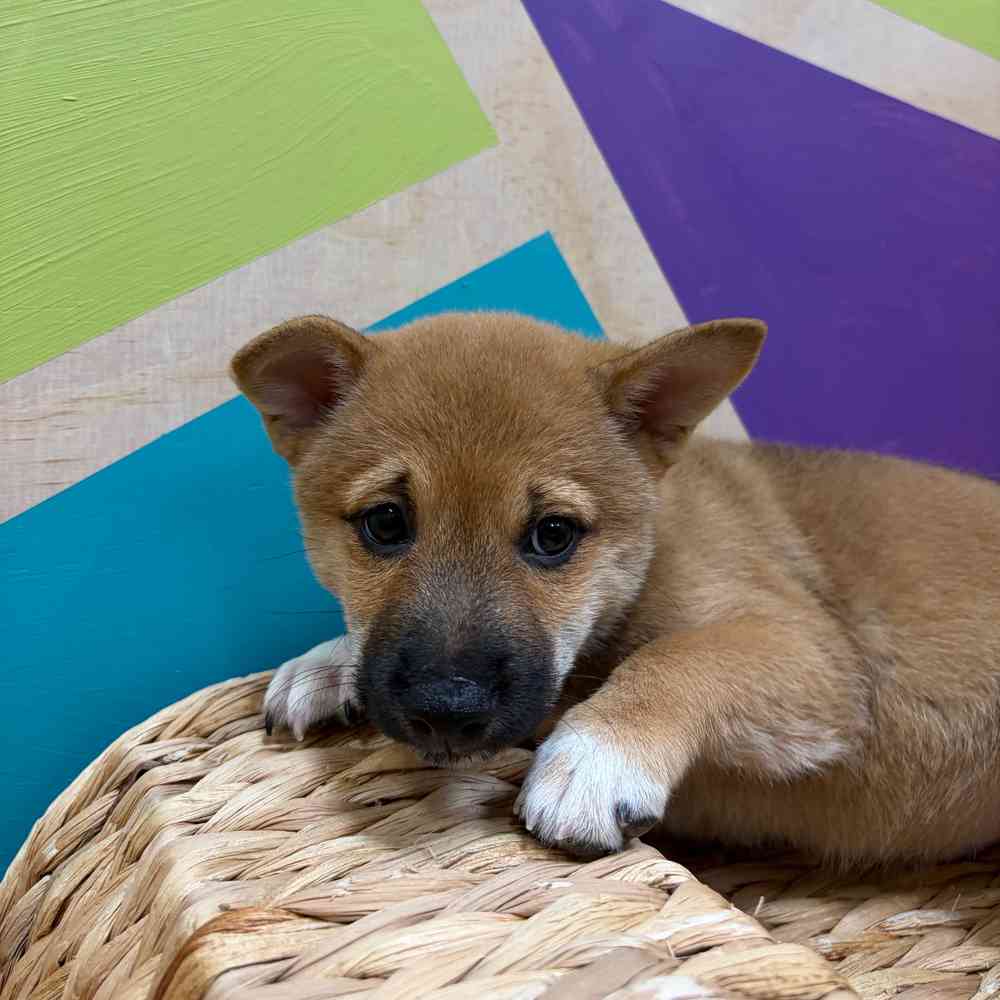 pet breed image