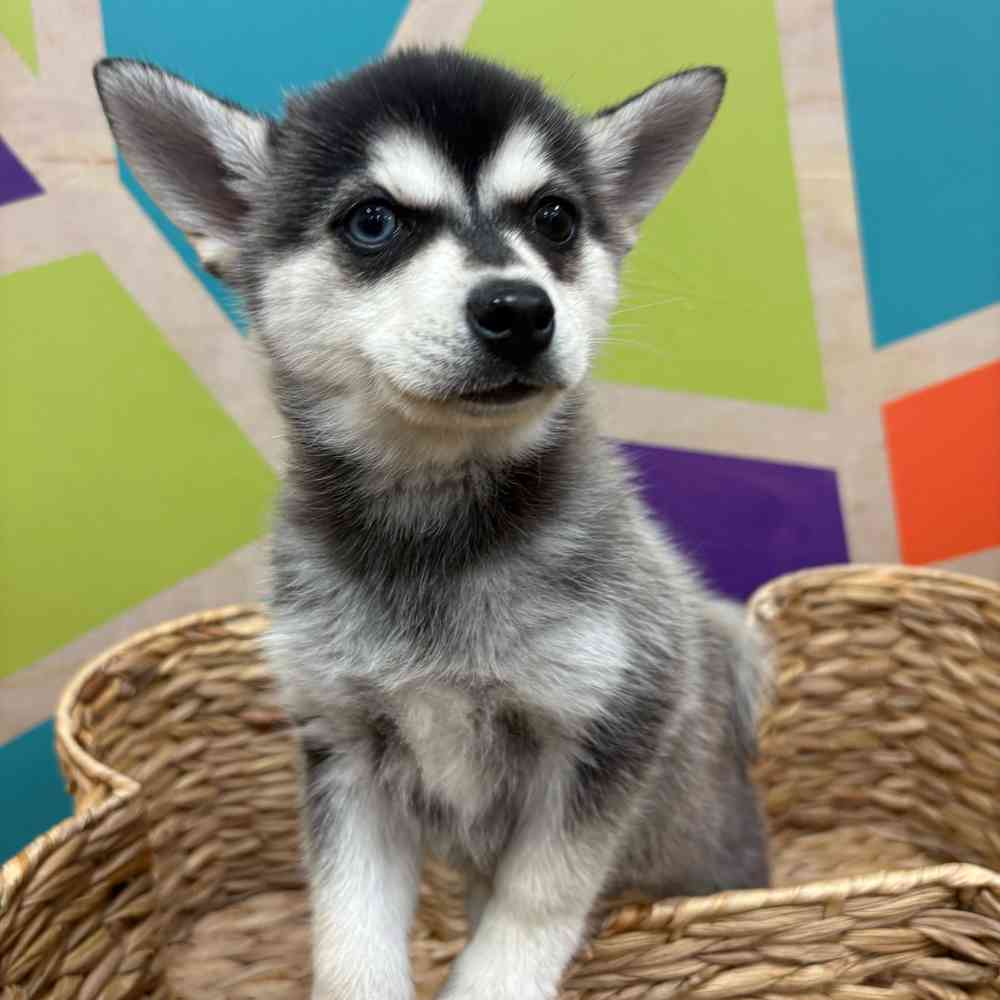carousel pet images