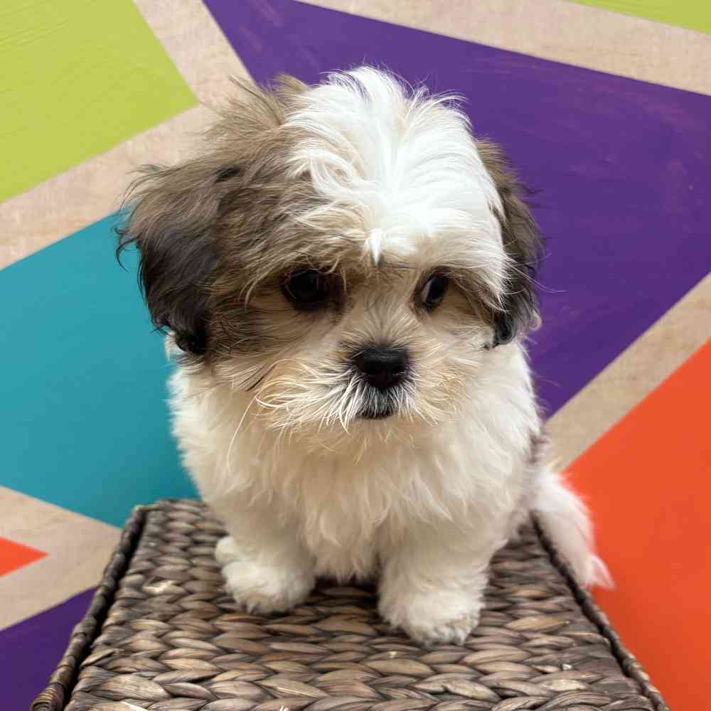 carousel pet images
