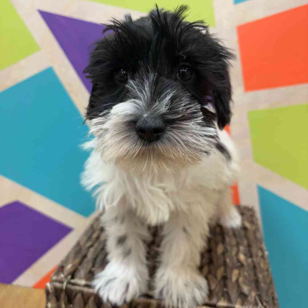 carousel pet images