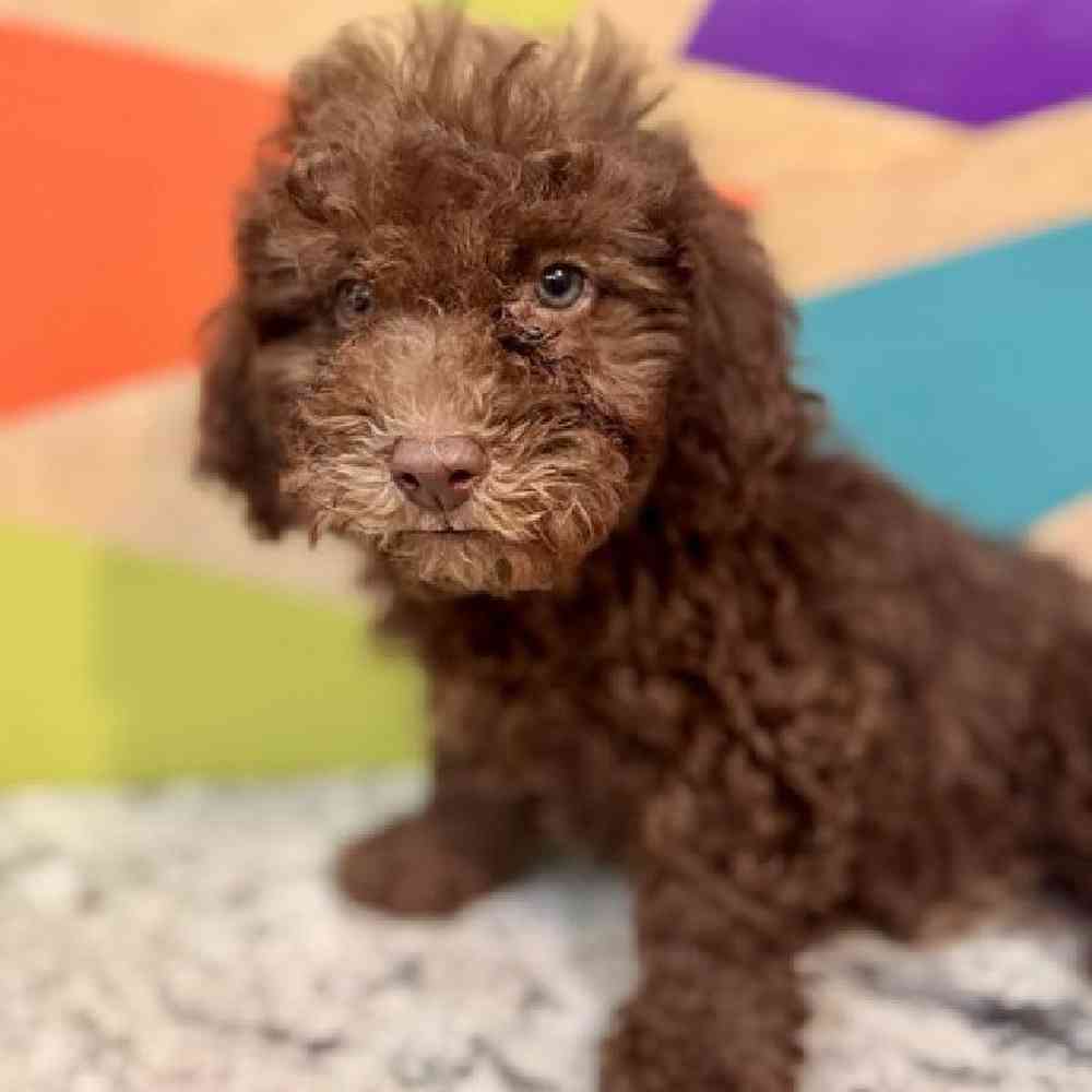 carousel pet images