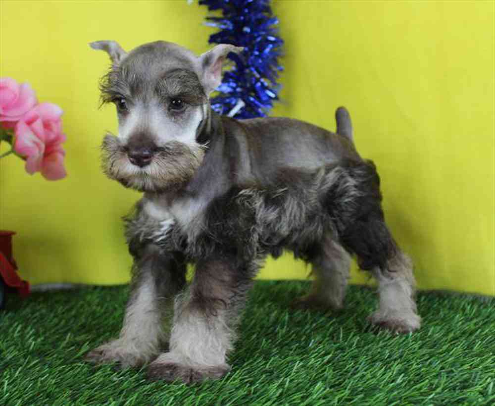 Image of a pet breed in the gallery
