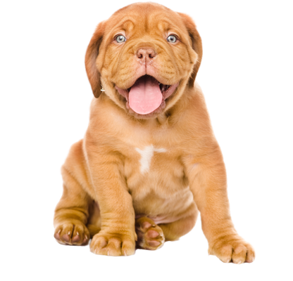 A seated pitbull puppy.