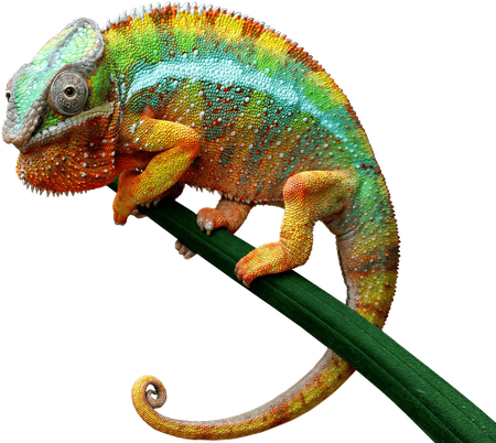 A colorful chameleon.