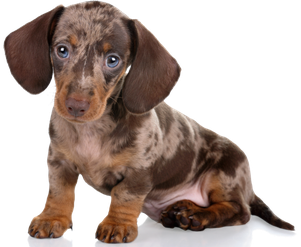 A dachshund puppy.