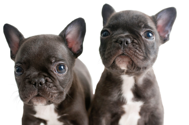Two boston terrier puppies.
