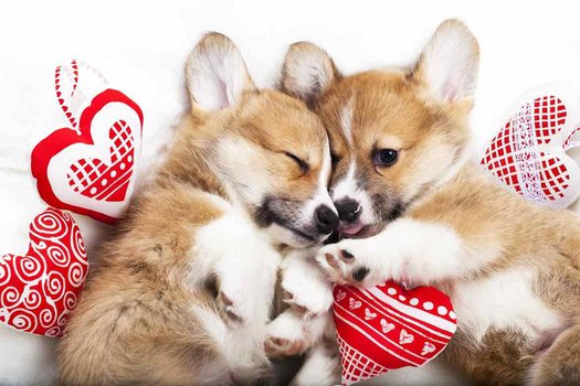 Two corgi puppies.